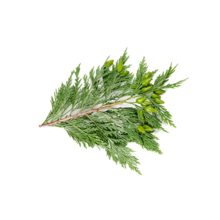 huile-essentielle-cypres-de-provence