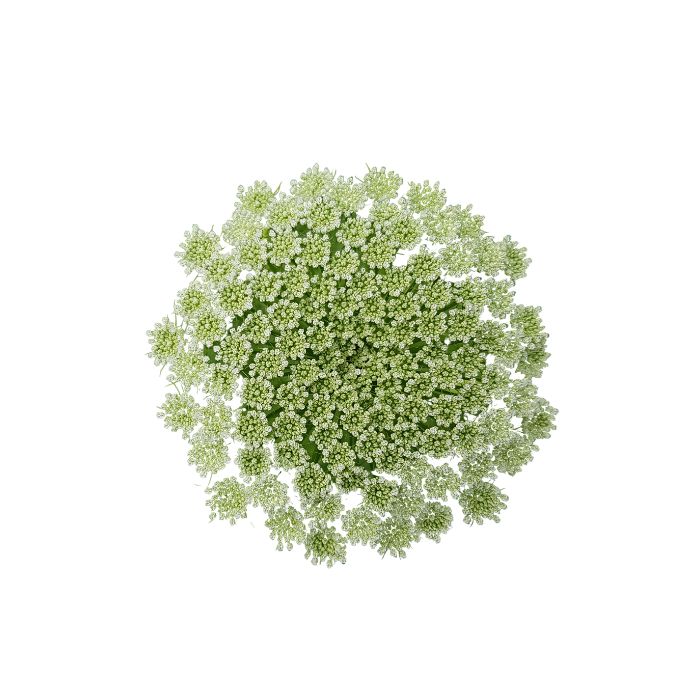 huile-essentielle-khella