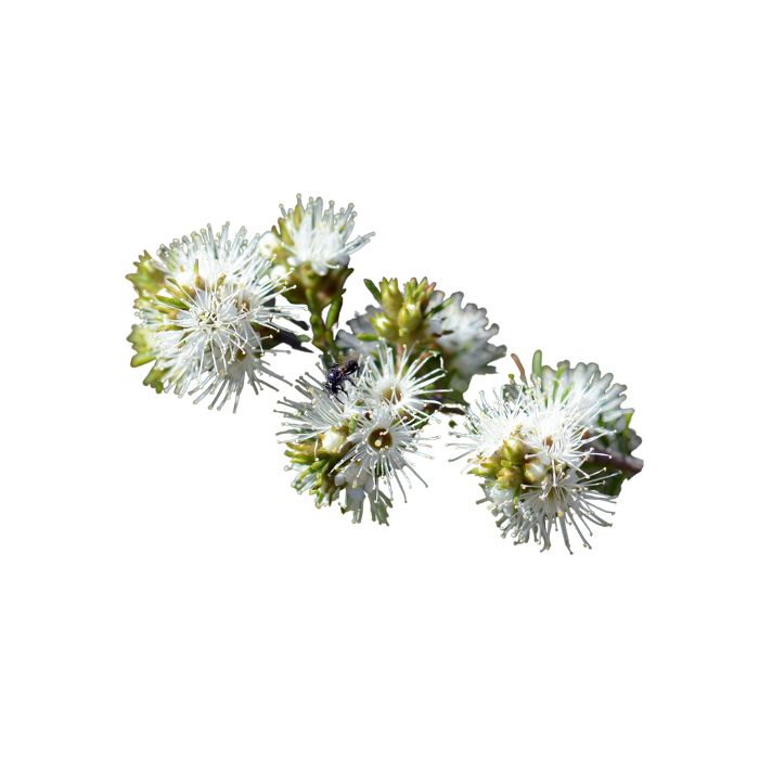 huile-essentielle-kunzea