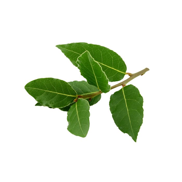 huile-essentielle-laurier