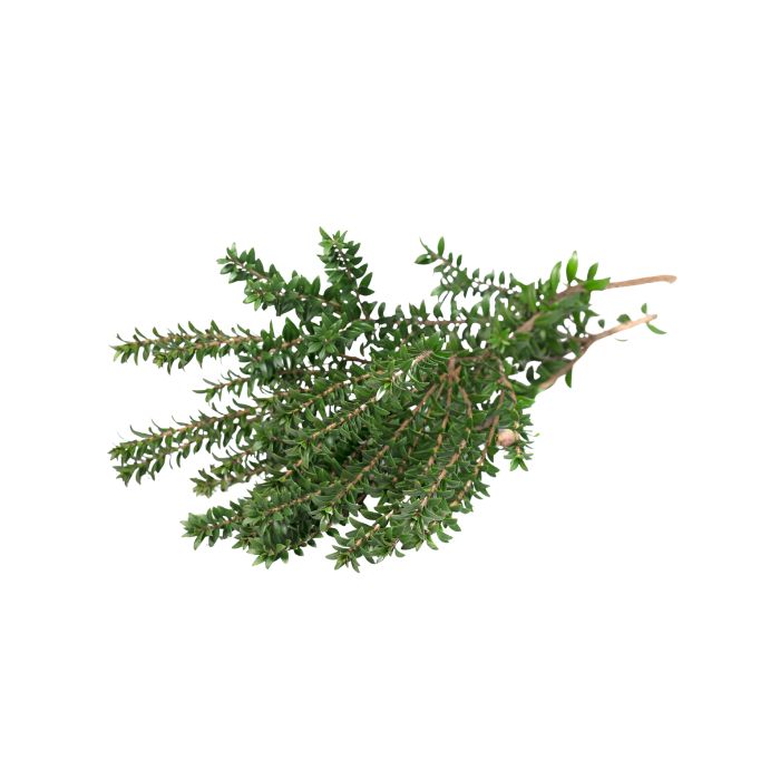 huile-essentielle-myrte-rouge