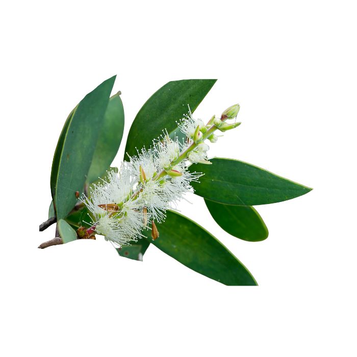 huile-essentielle-niaouli