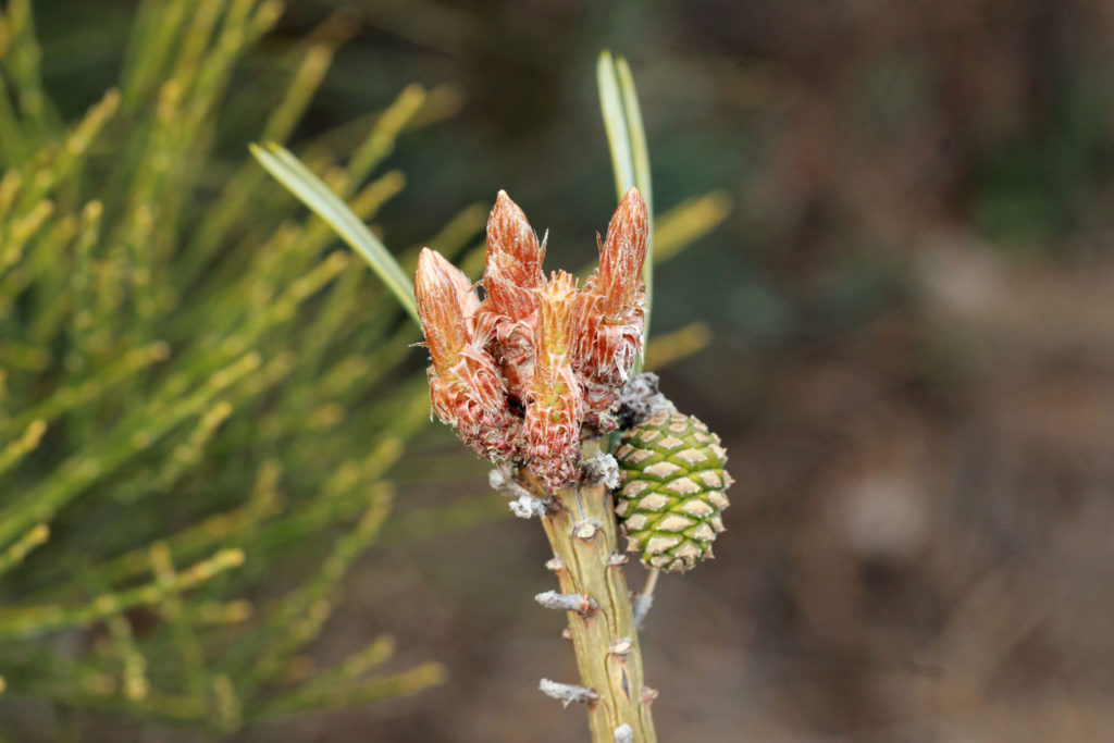 processus-extraction-gemmotherapie