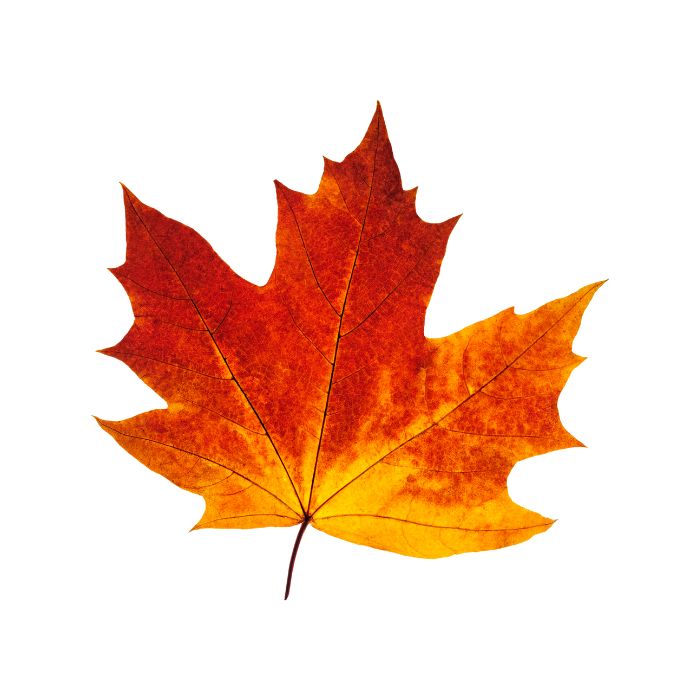 aliment-sirop-d-erable