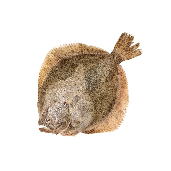 aliment-turbot