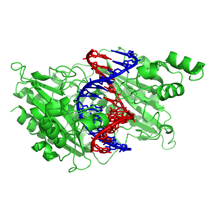proteine-de-liaison-a-l-adn