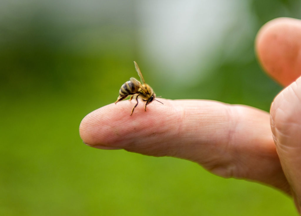 bienfaits-venin-abeille-01