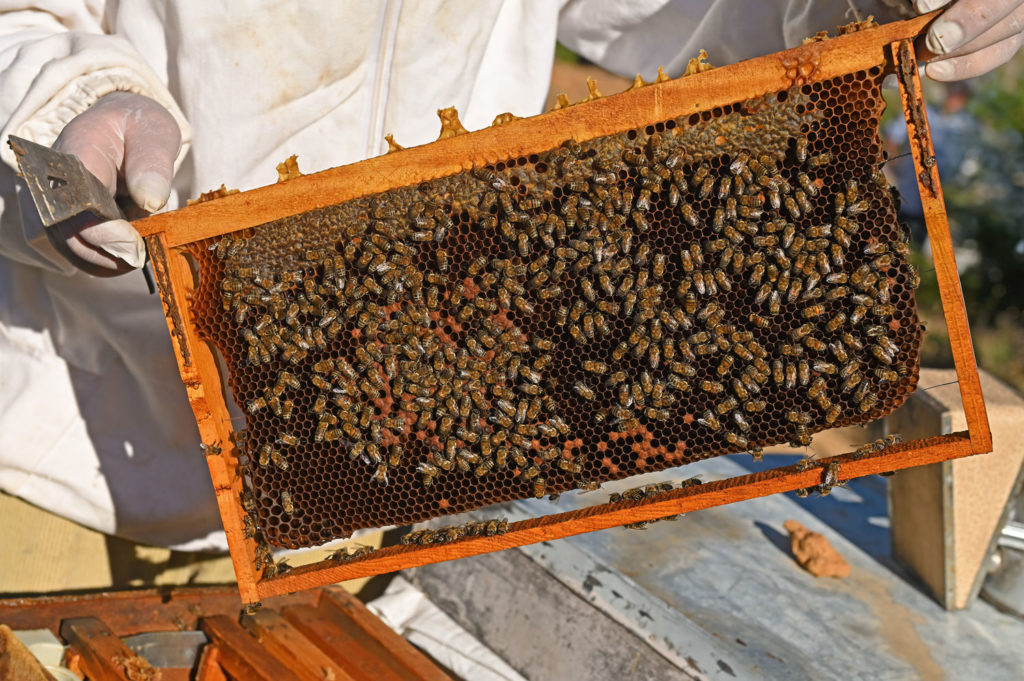 principes-fondamentaux-apitherapie-01