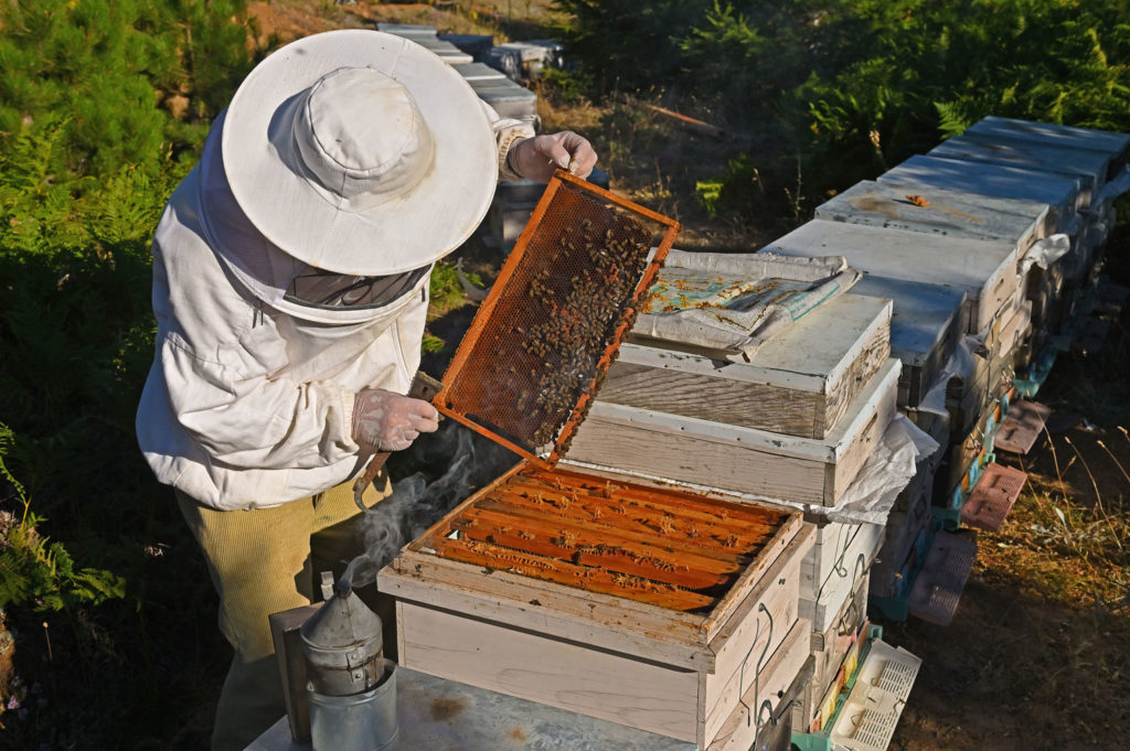 principes-fondamentaux-apitherapie-02