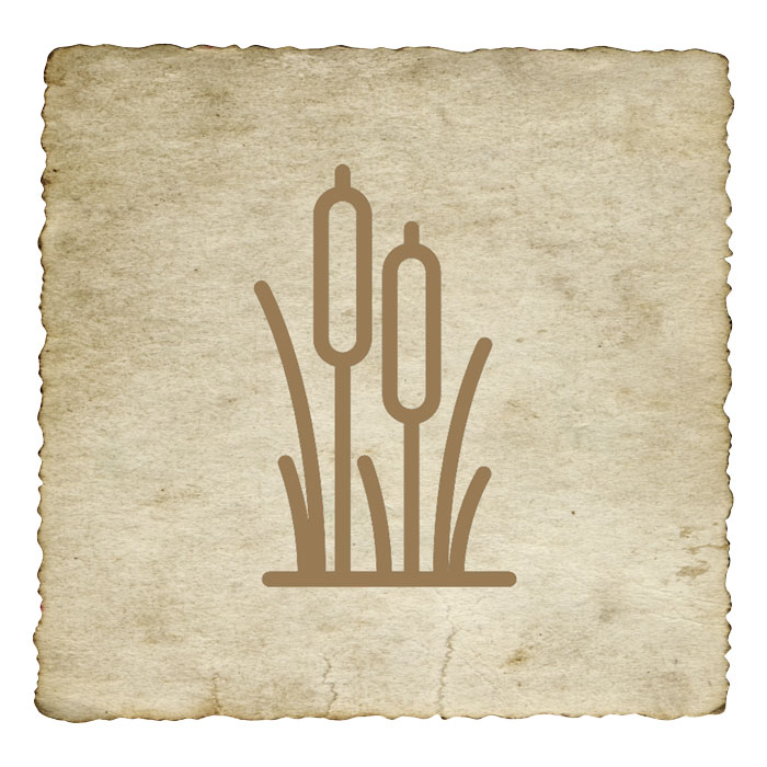 signe-astrologique-azteque-roseau