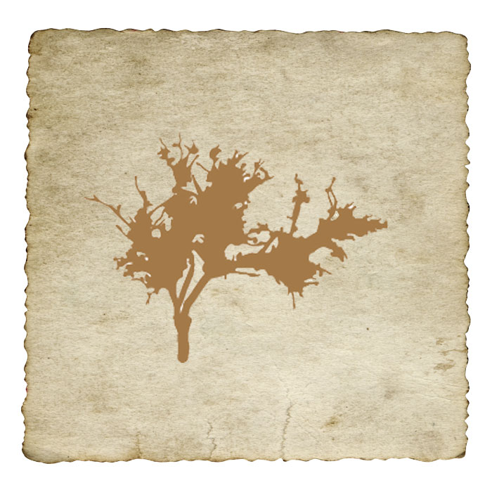 signe-astrologique-celtique-lierre