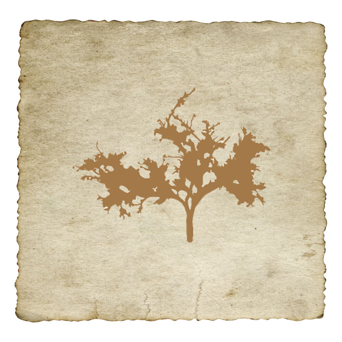 signe-astrologique-celtique-vigne