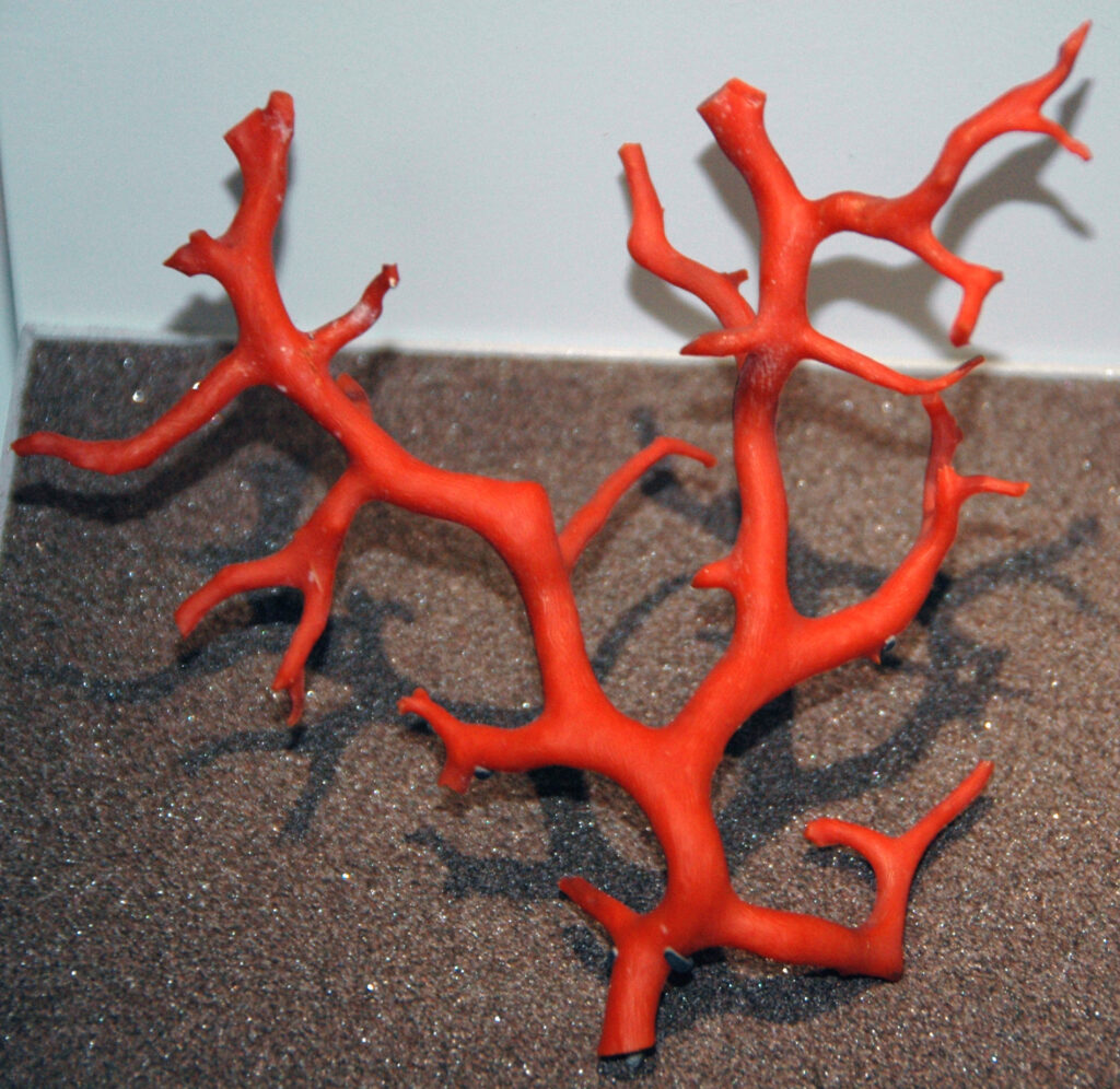 Branche de corail rouge de Méditerranée Corallium rubrum