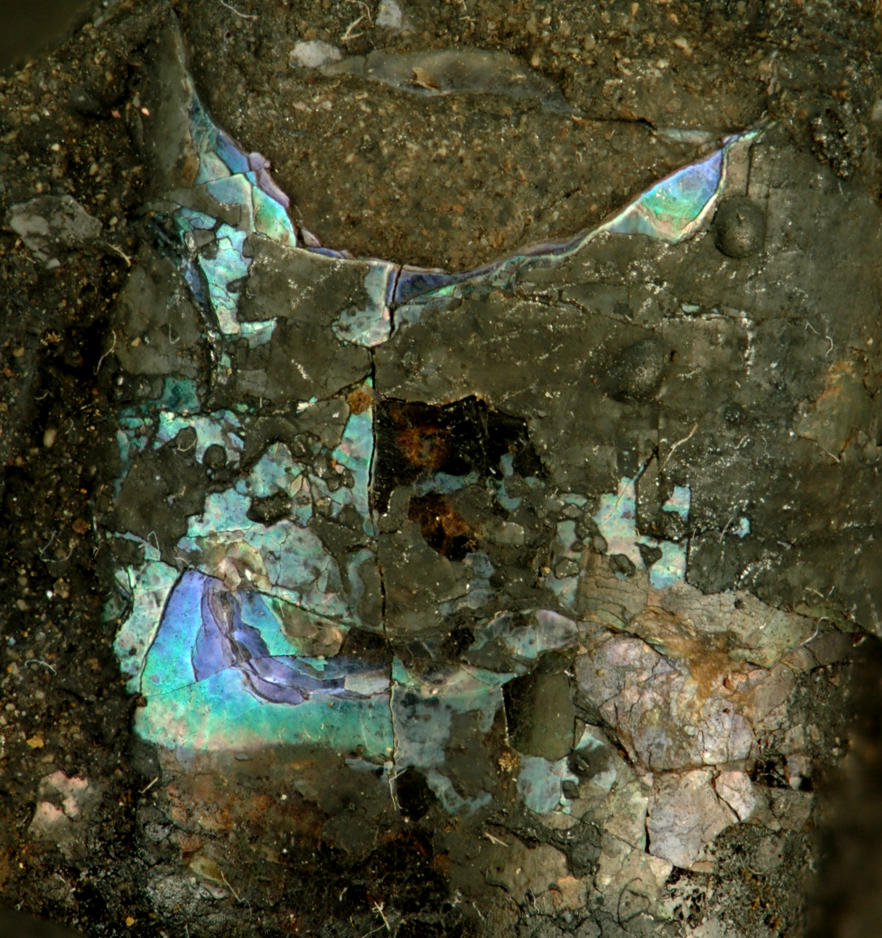 Coquille de nautiloïde fossile conservant sa nacre iridescente d'origine