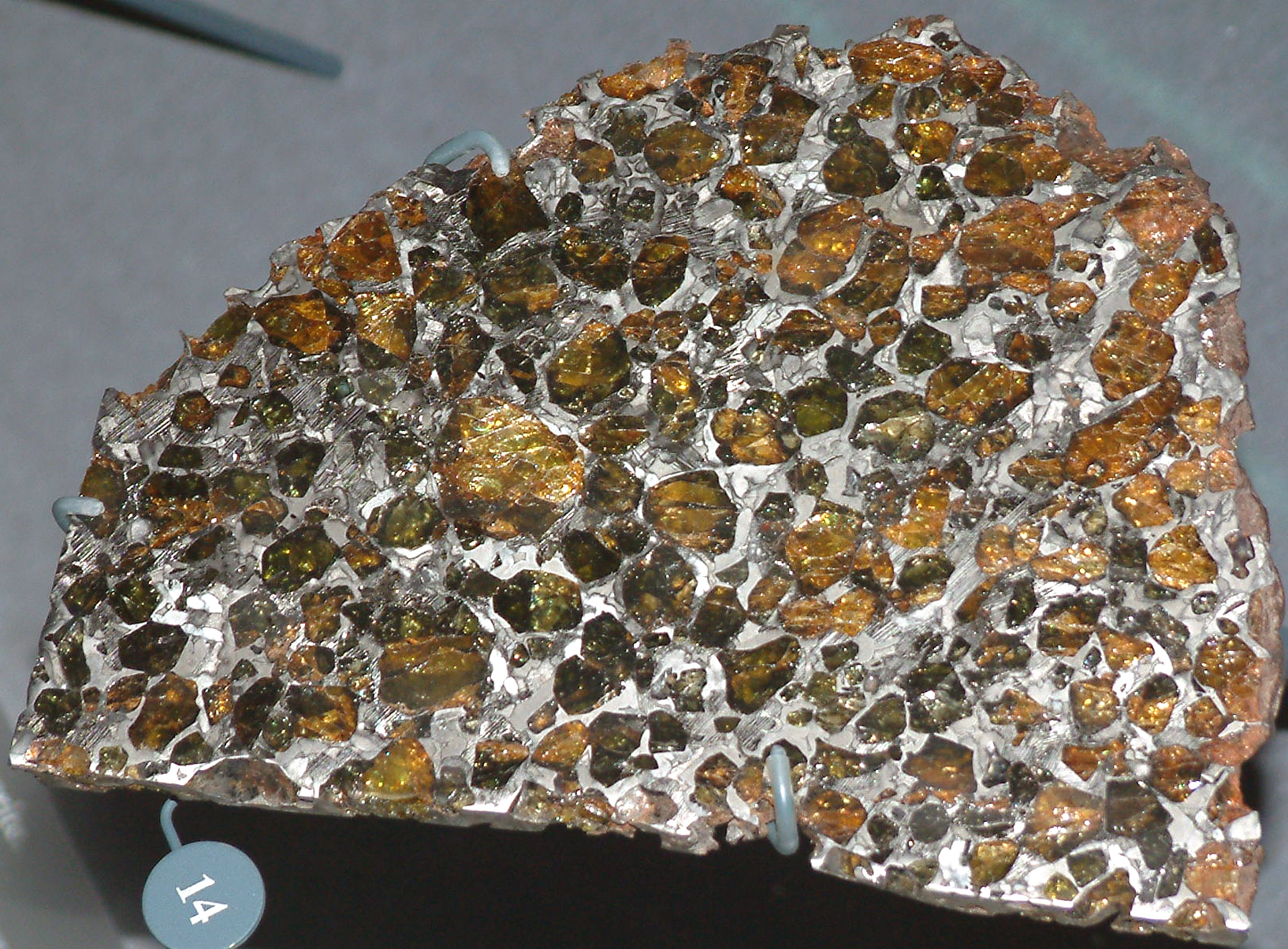 Tranche polie de la pallasite d'Esquel : cristaux d'olivine dorés enchâssés dans le métal fer-nickel